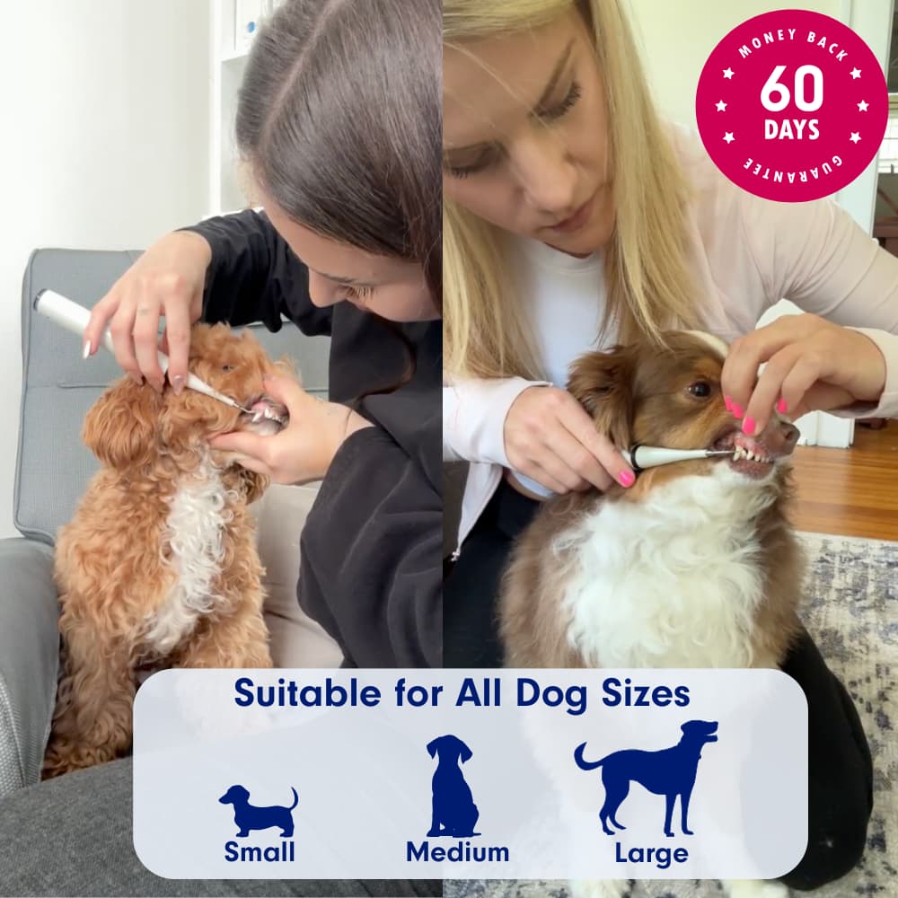 Canident – Sonic plaque & tartar remover for dogs