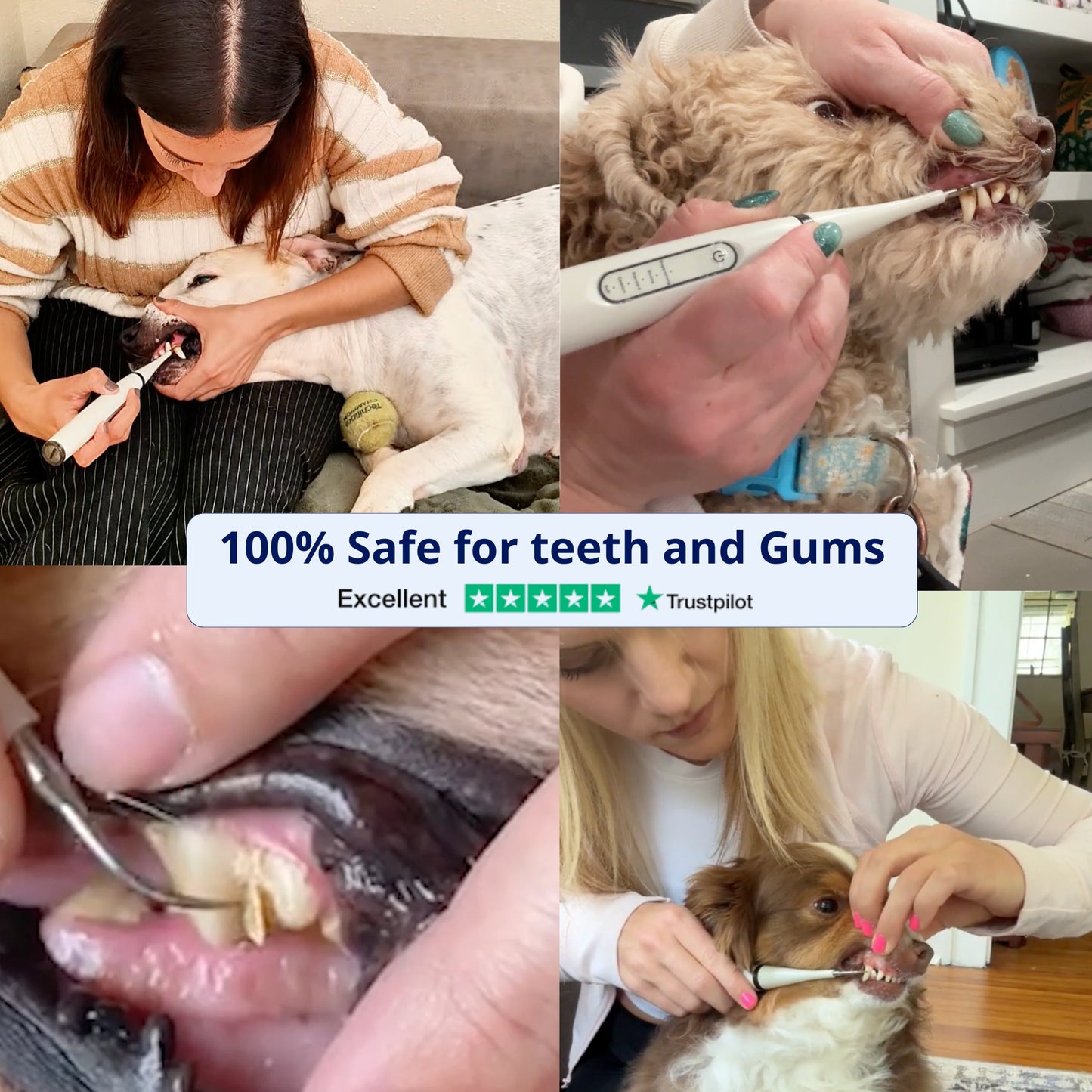Canident Kit – Sonic plaque & tartar remover for dogs