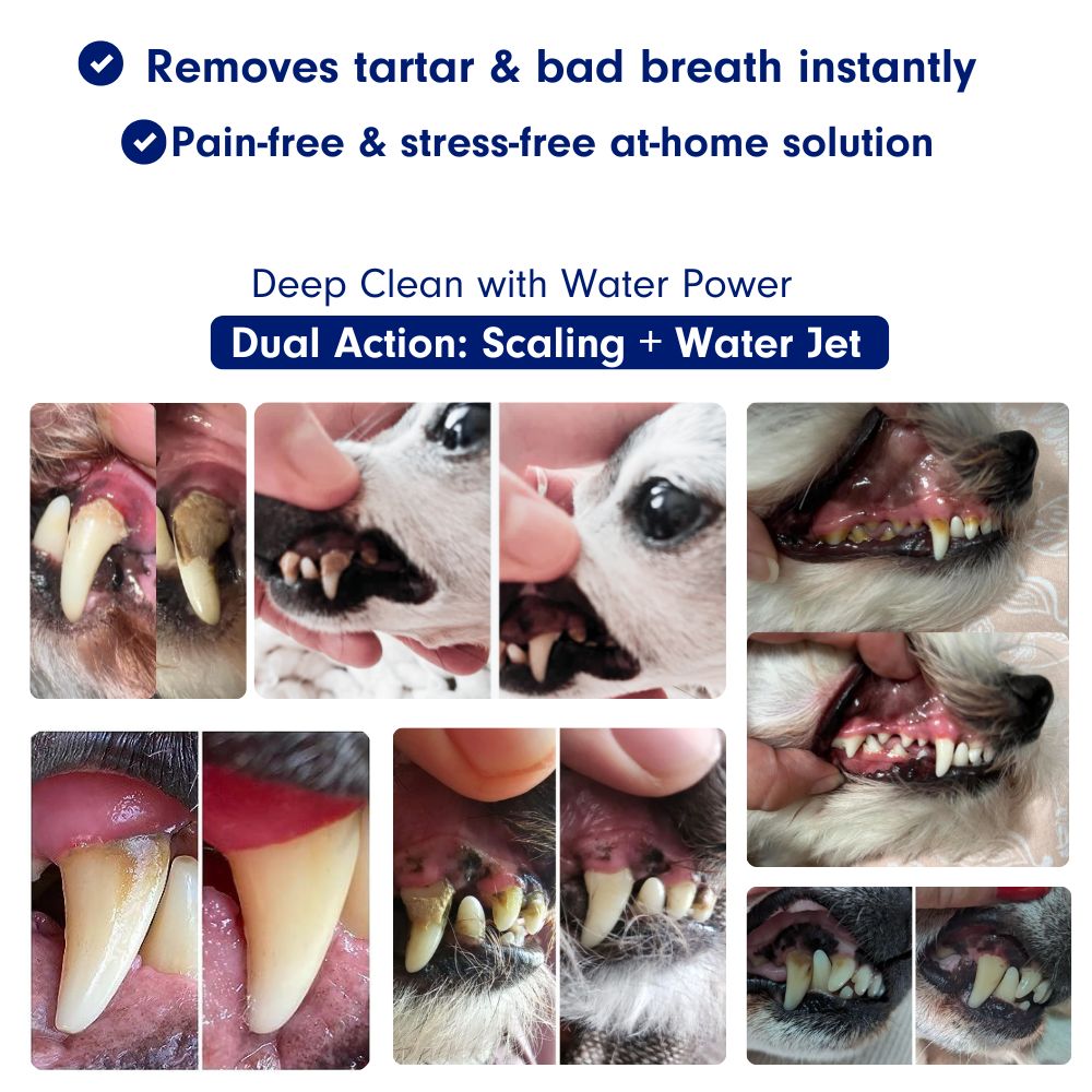 Canivet Kit - Silent Sonic Plaque & Tartar Remover for dogs