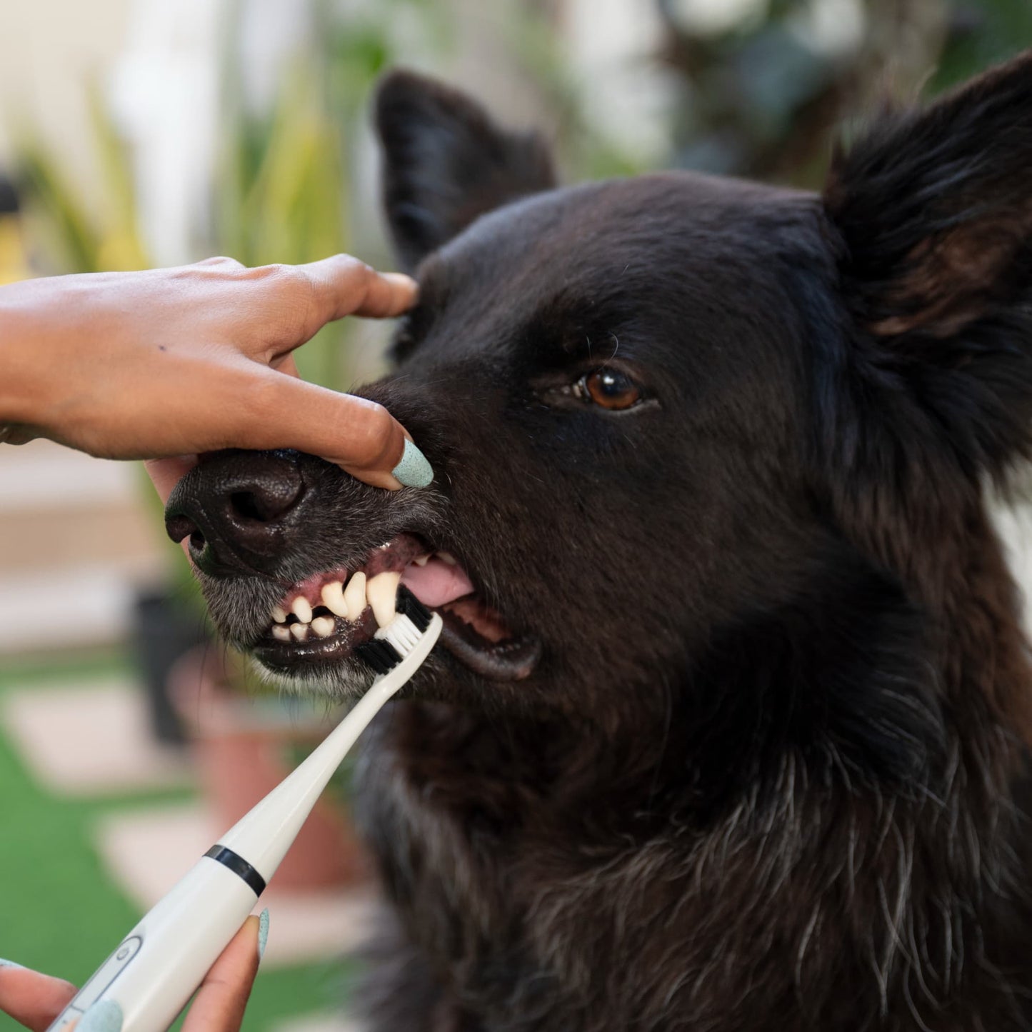 Canident – Sonic plaque & tartar remover for dogs