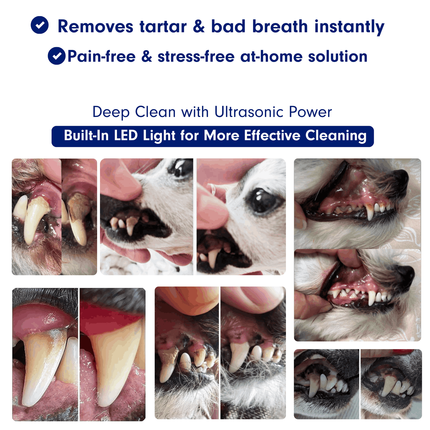 Canivet Kit - Silent Ultrasonic Plaque & Tartar Remover for dogs