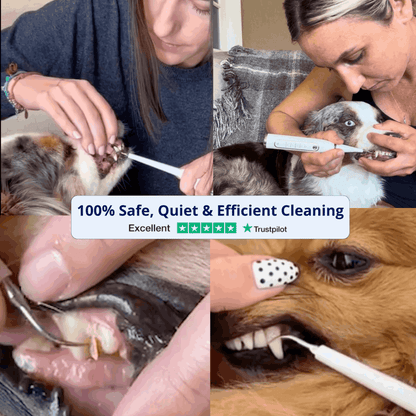 Canivet Kit - Silent Ultrasonic Plaque & Tartar Remover for dogs
