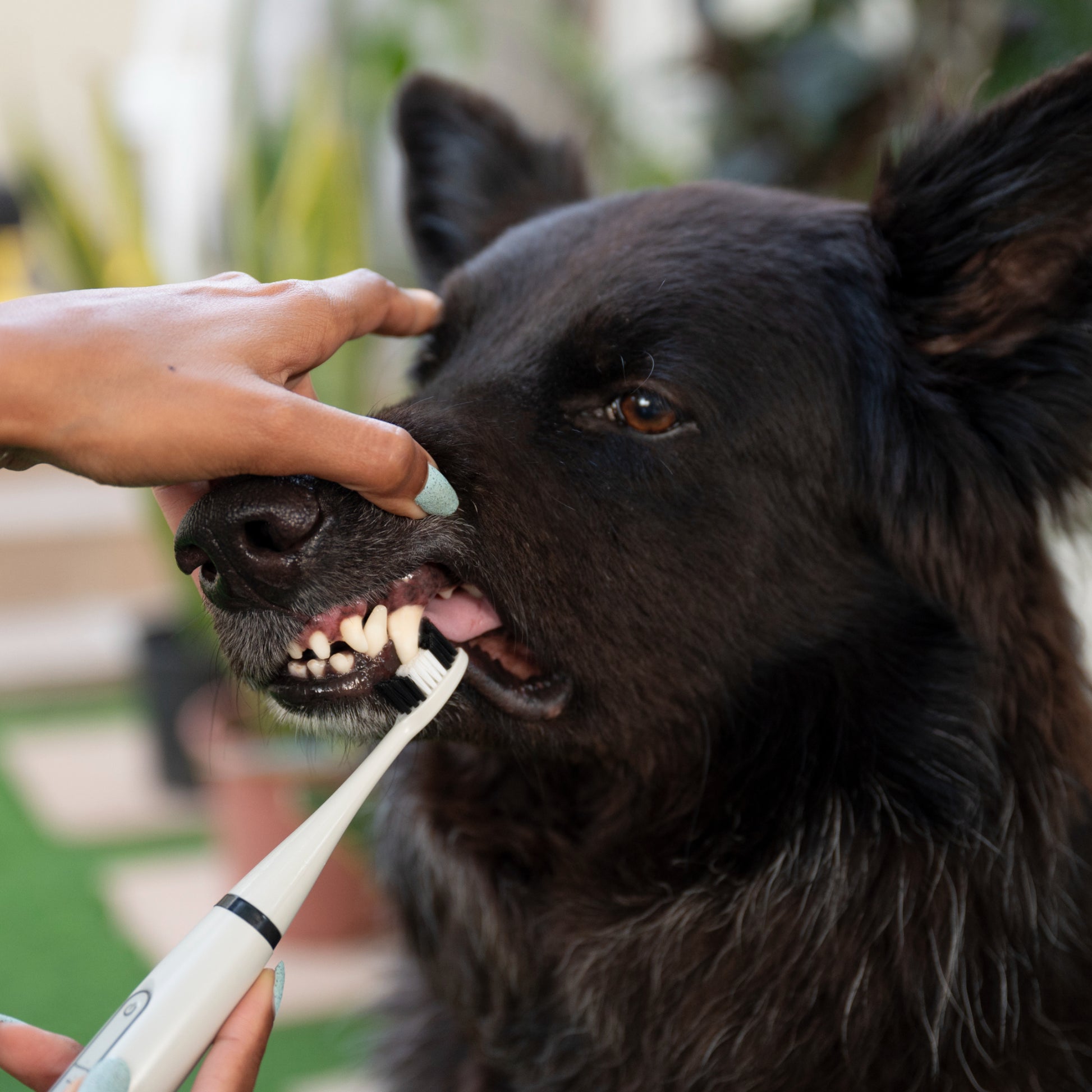 using toothbrush on dog's teeth 