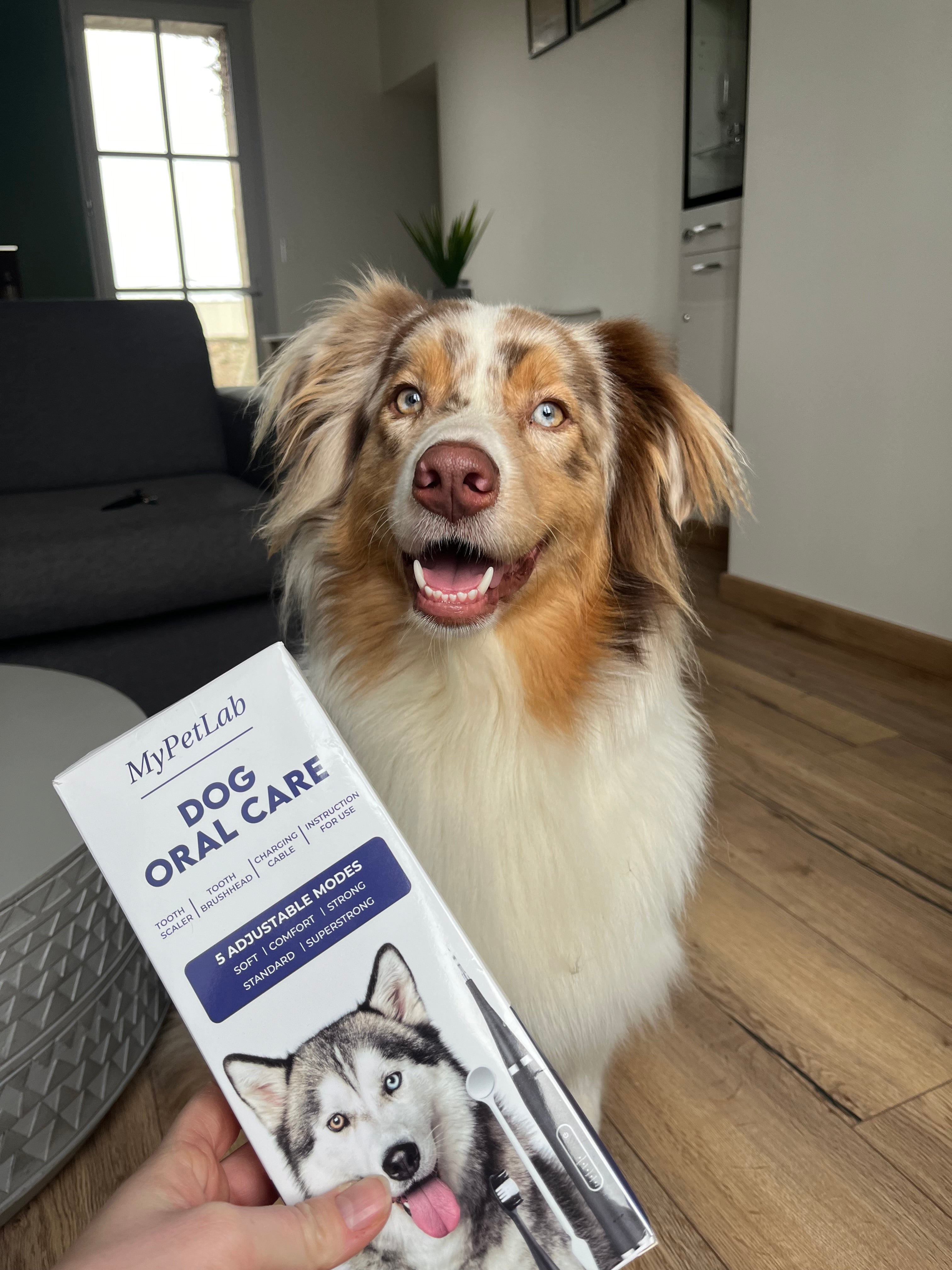 Canine dental scaler heads - Pack of 3 – RarePet.Co