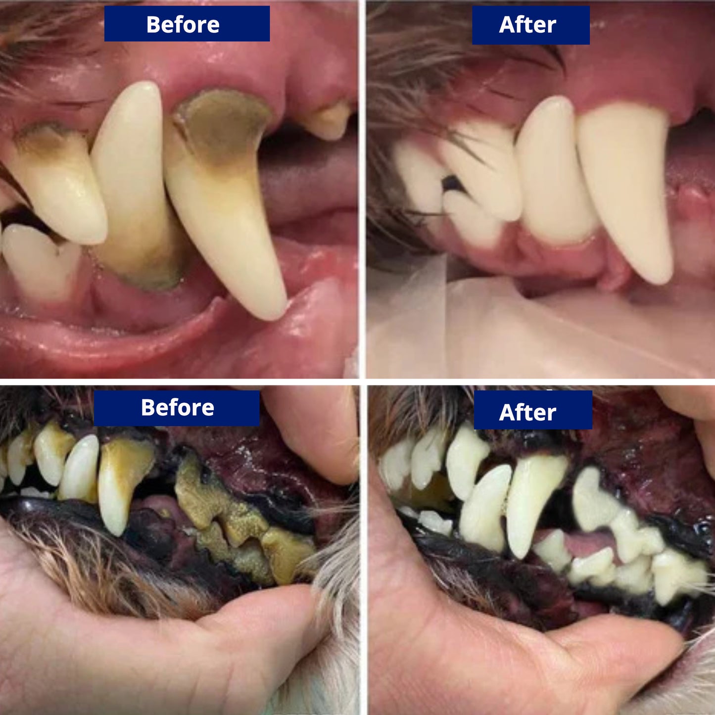 results on dog's teeth 