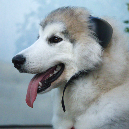 Dog Ear muffs for Noise Protection