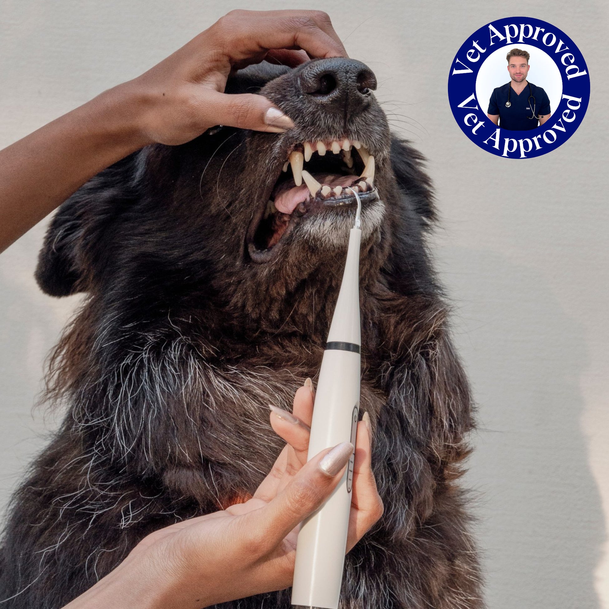 dental kit demonstration on dog's teeth 