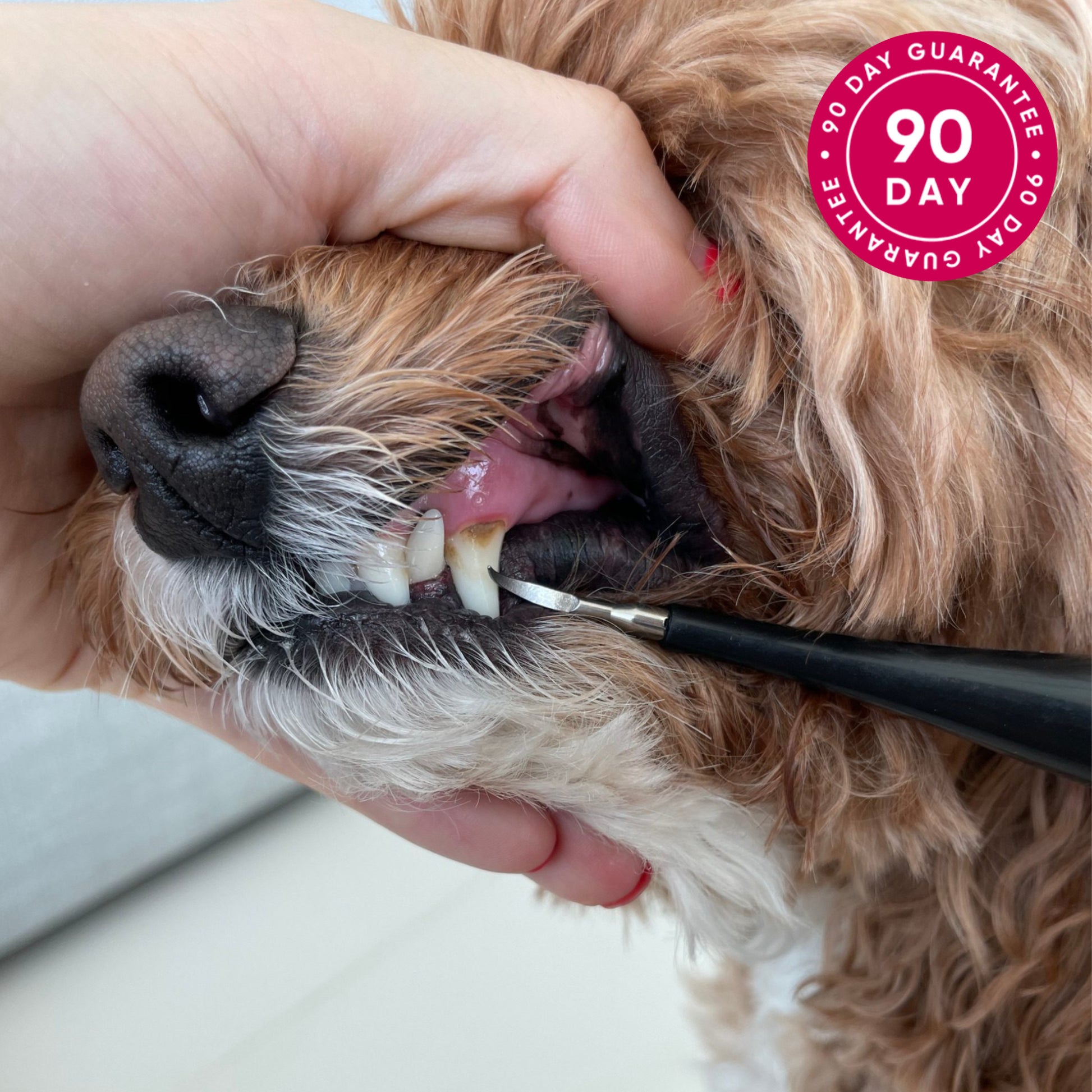 using dental tool on dog's teeth 